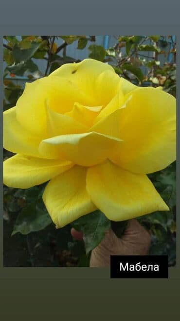 теплица цветы бишкек: Черенки цветка: Розы — 8