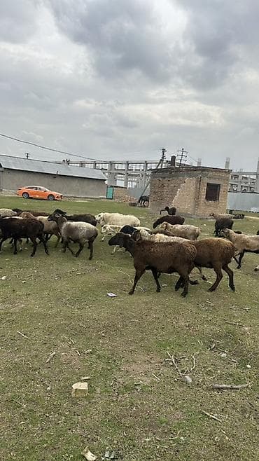 кролики в тюпе: Продаю | Овца (самка) | Для разведения | Ярка — 2