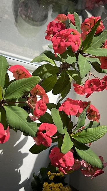 Молочаи: Молочай Милла (Euphorbia milii) в горшке - Компактный куст с — 2