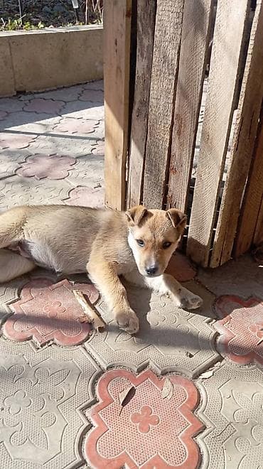 послушный собака: Собака даром: 3 месяца, Самка — 3