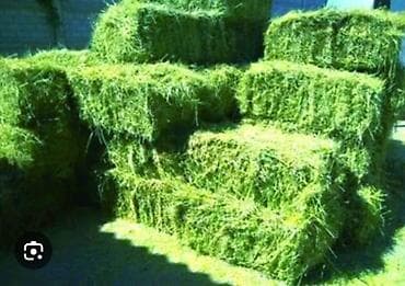 буудай цена бишкек: Продаю тюк. кок жар — 1