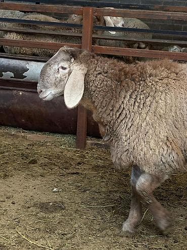 С/х животные и товары: Продаю | Ягненок, Баран (самец) | На забой, Для разведения — 2