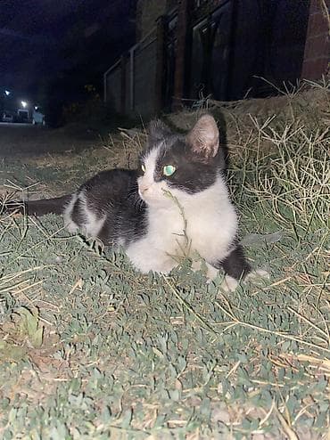 d cat: Кошка даром: Беспородная, 1 год, Девочка — 1