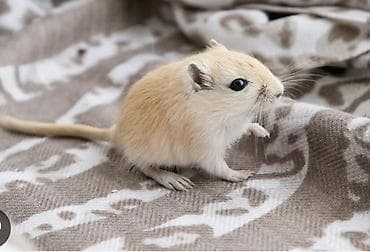 где можно купить крысу: Продаю песчанок. 3 месяцев, самец и самка, за двоих прошу 1500сом, с — 1