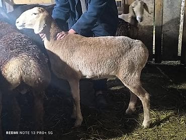 собака корги купить: Продаю | Овца (самка) | Для разведения | Племенные — 4