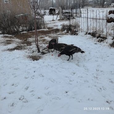 о шамо короз: Сатам | Ургаачы күрп (ургаачы), Эркек күрп | Аргын | Көбөйтүү үчүн | Асыл тукумдуу — 1