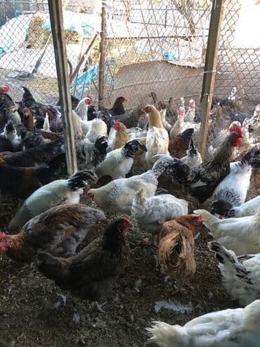 кролик декоративный: Продаю | Куры | Домашняя | Для разведения — 2