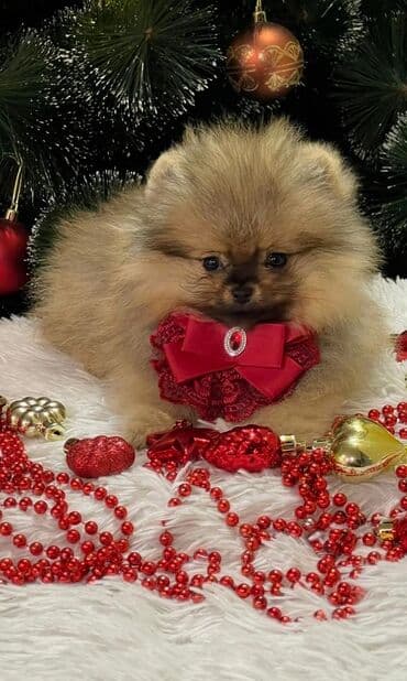 доберман щенок цена бишкек: Померанский шпиц (мини/тои). Отличный Новогодний подарок для детей — 6
