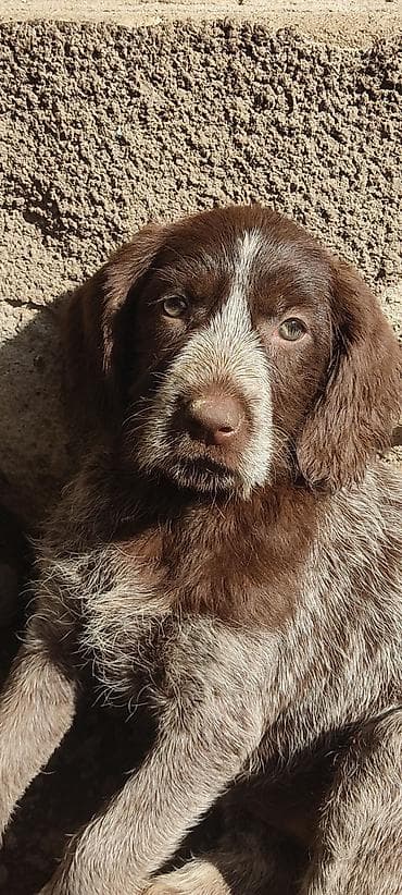 собаки токмок: Готовы к продаже щенки драатхары Родились 23 февраля. Три девочки и — 4