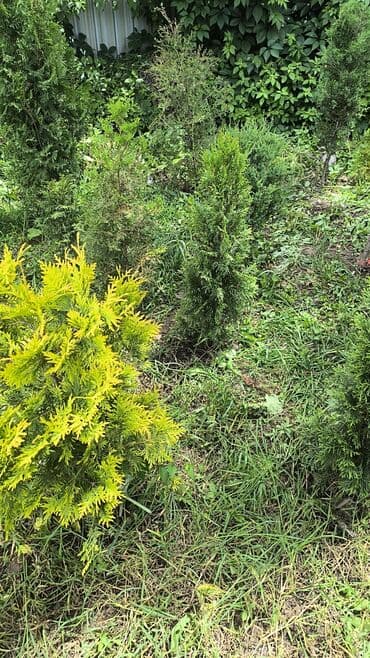 колоновидные саженцы: Саженцы деревьев: Туи — 5