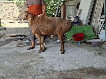 рюкзак для животных: Продаю | Баран (самец) — 2