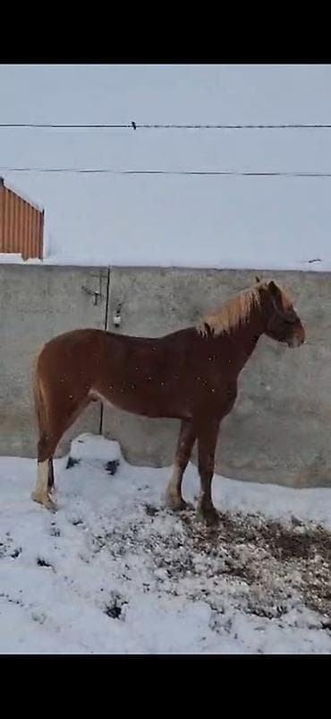 французский баран кролик: Продаю | Жеребец | Для разведения, Конный спорт — 2