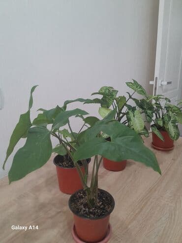 аквариум для форели: Сингониум по 100 сомов — 2