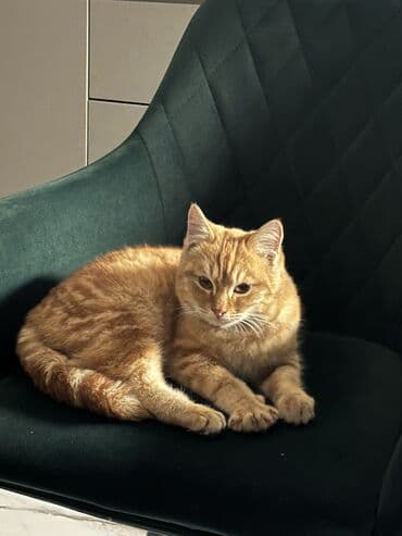 отдам даром котят бишкек: Кошка даром: Беспородная, 5 месяцев, Мальчик — 2