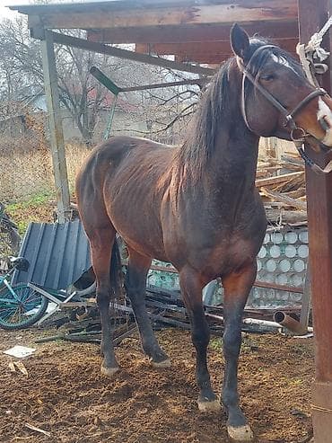 Лошади, кони: Продаю | Жеребец | Полукровка | Рабочий | Племенные — 2