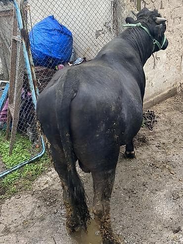 продаю быков: Продаю | Бык (самец) | На откорм | Привязанные — 4