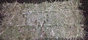 кукуруза местная: Продаю сено клевер с поле 135 есть 1500 тюков — 7