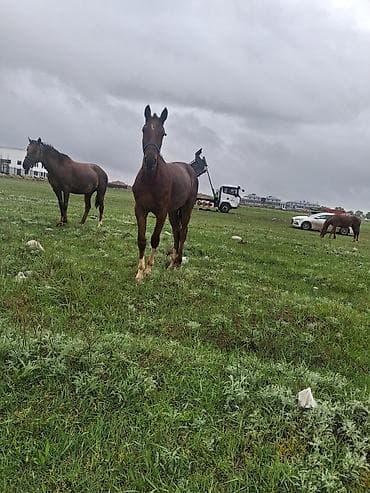 саар уй: Продаю | Кобыла (самка) | Рабочий — 3