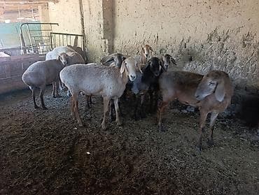 продам пони: Продаю | Овца (самка) | Для разведения | Племенные — 4