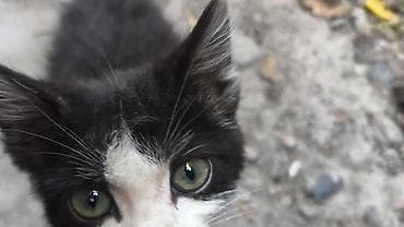 животные кошки: Кошка даром: Беспородная, 2 месяца, Мальчик — 6