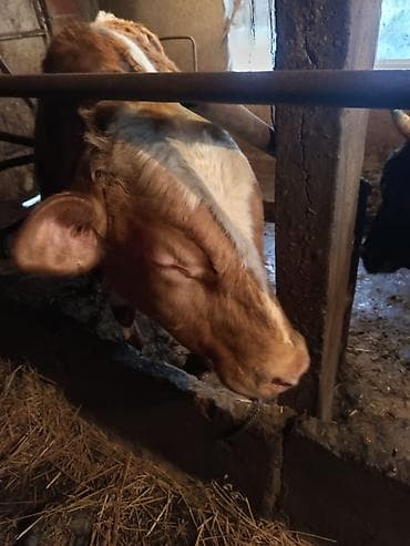 романовский бараны: Продаю | Бык (самец) | На откорм — 3