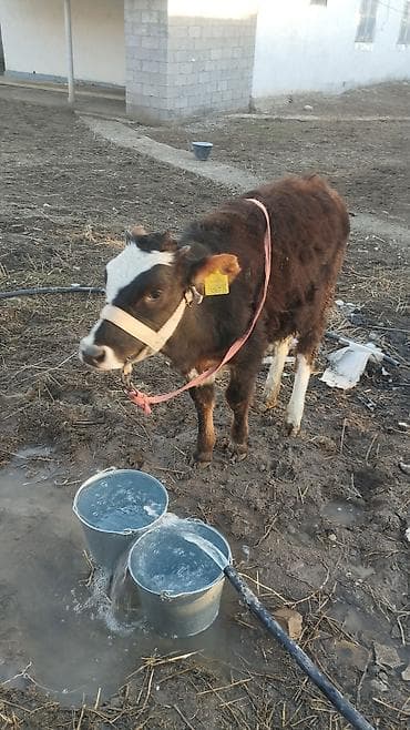 щенки лабрадоры: Продаю | Музоо, торпок | На откорм | Привязанные — 2