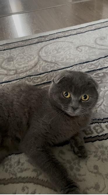 Шотландская вислоухая кошка (Scottish Fold), окрас сплошной голубой