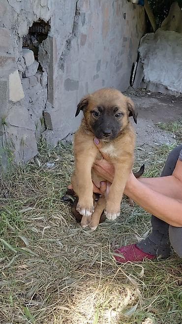 шорты для мальчиков: Собака даром: Дворняжка, 1 месяц, Самец — 6