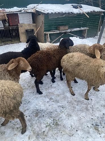 куплю куриные кости: Продаю | Баран (самец) — 5