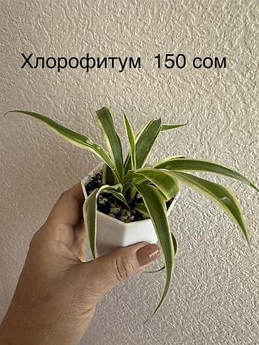 водные растения: Укоренённые черенки растений от 150-300 сом — 10
