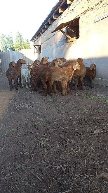 бараны матки: Продаю | Овца (самка) | Для разведения | Матка — 1