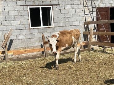 кролик бишкек: Продаю | Музоо, торпок | Полукровка — 7