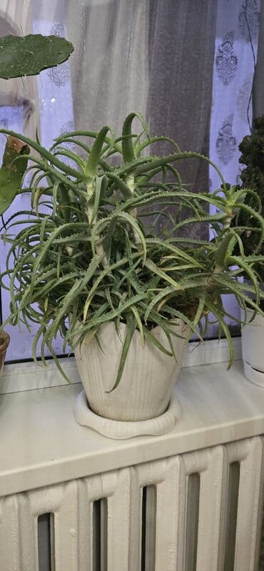 сколько стоит гортензия в бишкеке: Продаю алоэ — 3