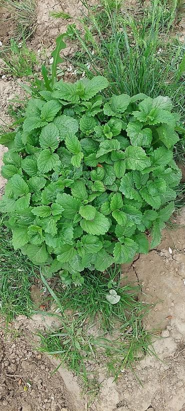 грядка: Мелисса лекарственная (Melissa officinalis) – ароматное многолетнее — 2