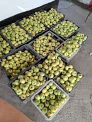 купить саженцы плодовых в бишкеке: Яблоки Бабушкино, В розницу — 1