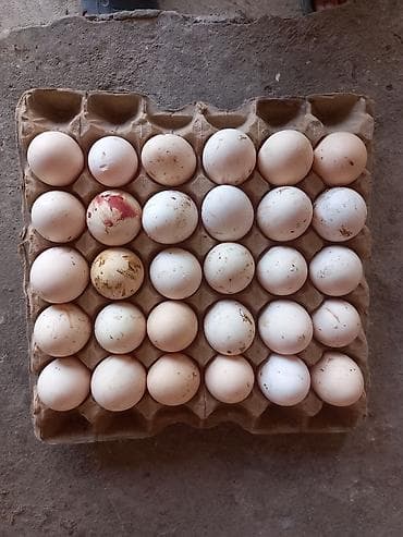 Крупы, мука, сахар: Куриные яйца в лотках
16 сом 1шт домашнии яйца — 2