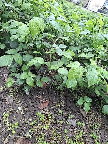 сбор ягод: Саженцы ежевики (безшипные сорта) - Молодые укоренённые отпрыски от — 3