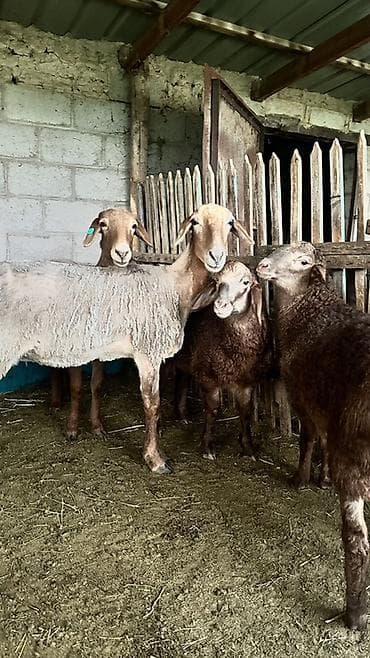 боос кой: Продаю | Овца (самка) | Эдильбаевская | На забой | Матка — 6