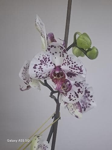 аквариум тумба: 2 цветанос + горшок фитильный полив — 1