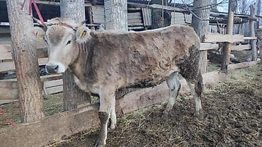 сколько стоит мопсы: Продаю | Тёлка | На откорм | Привязанные — 4