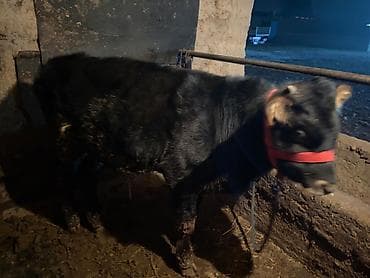 охотничая собака: Продаю | Бык (самец) | На откорм | Привязанные — 1