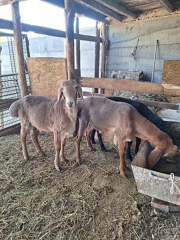 купить птиц: Продаю | Баран (самец) | Для разведения | Племенные — 5