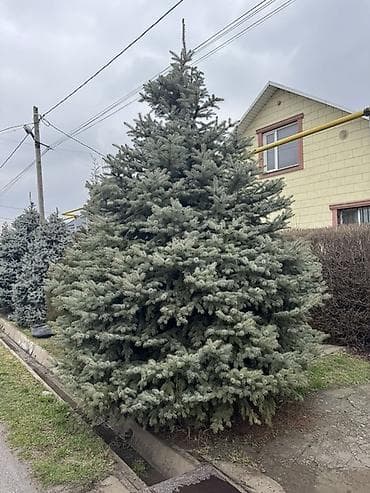 дерево: Ель колючая голубая (Picea pungens ‘Glauca’) — взрослые декоративные — 3