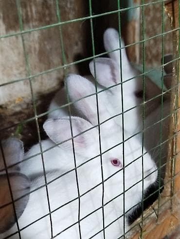 вязка кошек ош: Продаю | Крольчата | Для разведения — 1