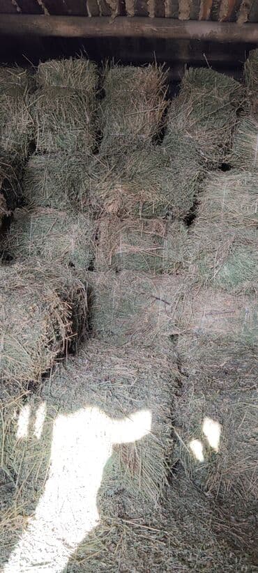 дойные коровы кара балта: Беде Чоп клевер — 1