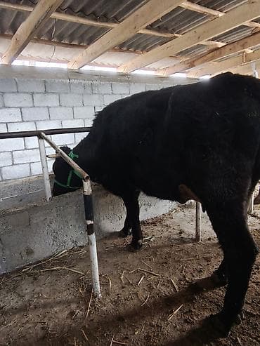 продам индюшат: Продаю | Корова (самка) | Для молока — 1