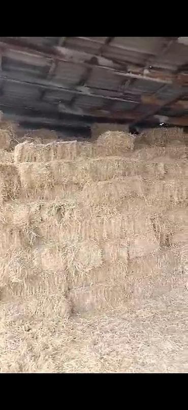 Саман сатылат -150 сом
чоп сатылат -350 сом