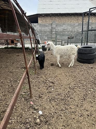 кара балта животные: Продаю | Козлёнок | Полукровка | На забой | Племенные — 10