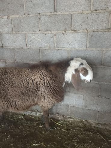 сабака як: Продаю | Баран (самец) | Для разведения — 3
