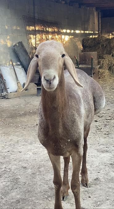 ящик сатылат: Сатам | Кочкор (эркек) | Арашан | Көбөйтүү үчүн | Асыл тукумдуу — 3